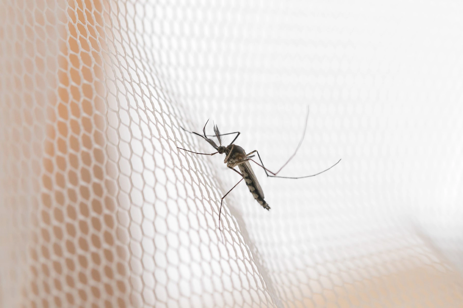 mosquito control in florida
